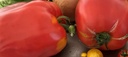 Jeudi ou vendredi : La belle tomate mozzarella à l'origan frais du jardin